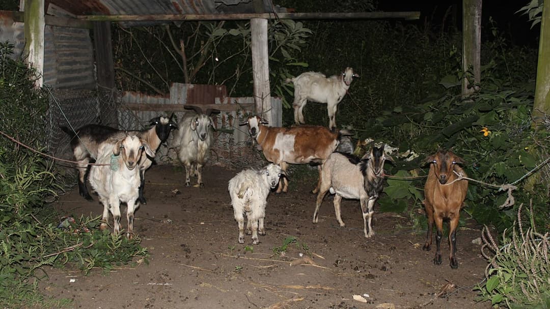 2. Rwanda: The Goat Meat Warning
