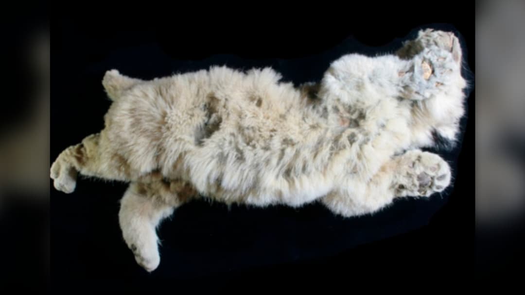 5. Intact Cave Lion Cub Sparta