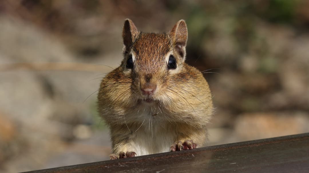 3. Eastern Chipmunk