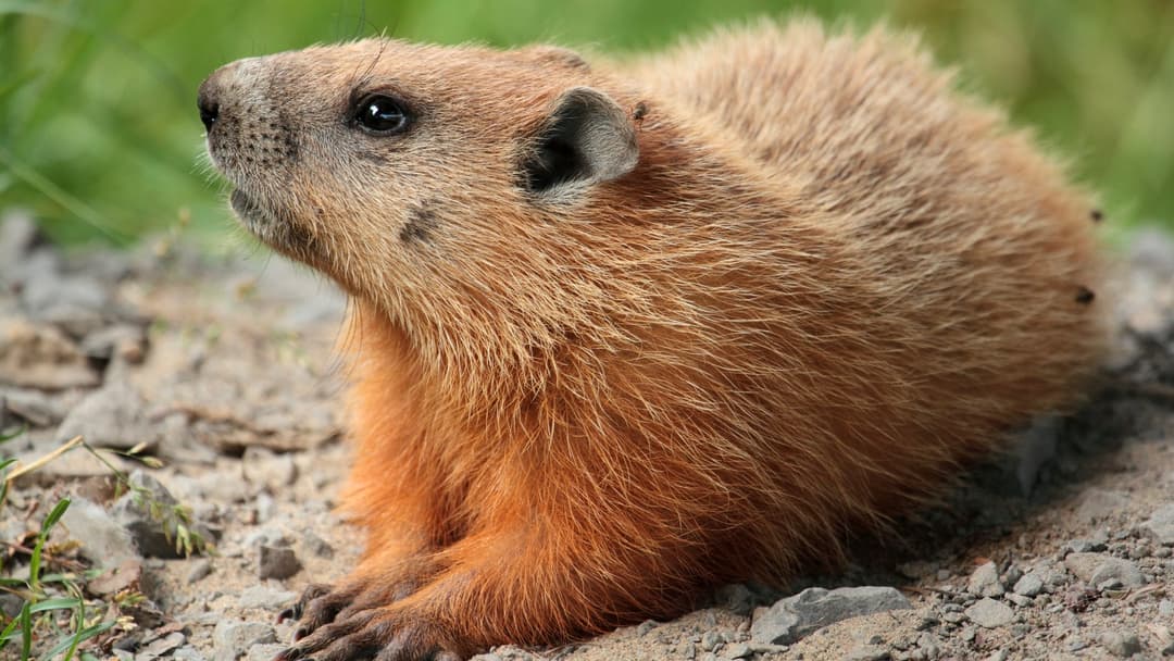 9. Groundhog Woodchuck