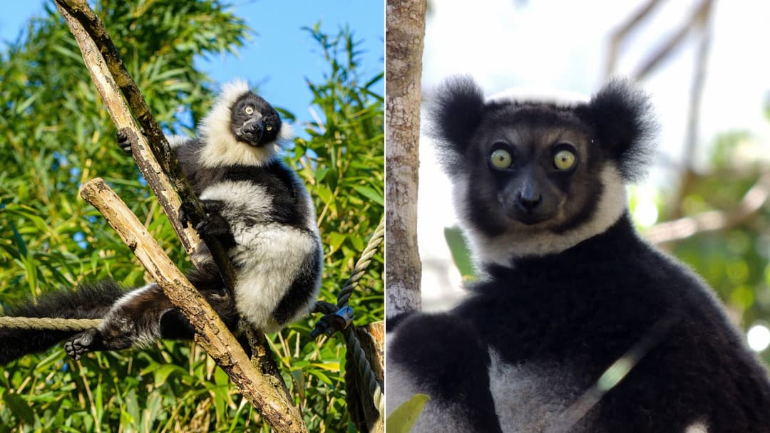 World Lemur Day: 20 Incredible Facts About Unusual Animals
