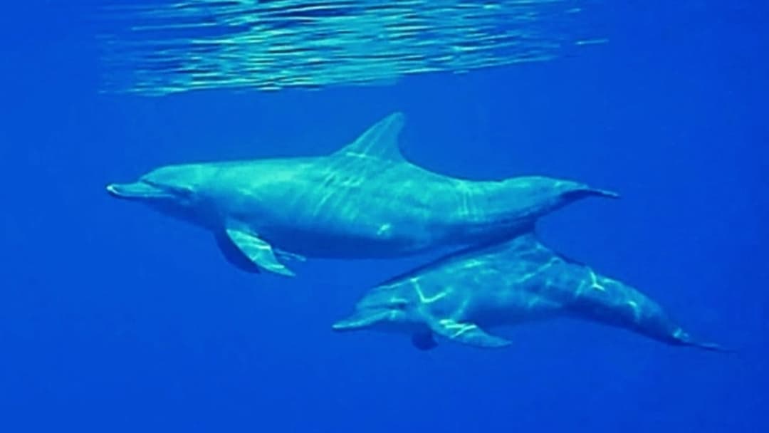 Two bottlenose dolphins swimming side by side underwater in clear blue ocean water