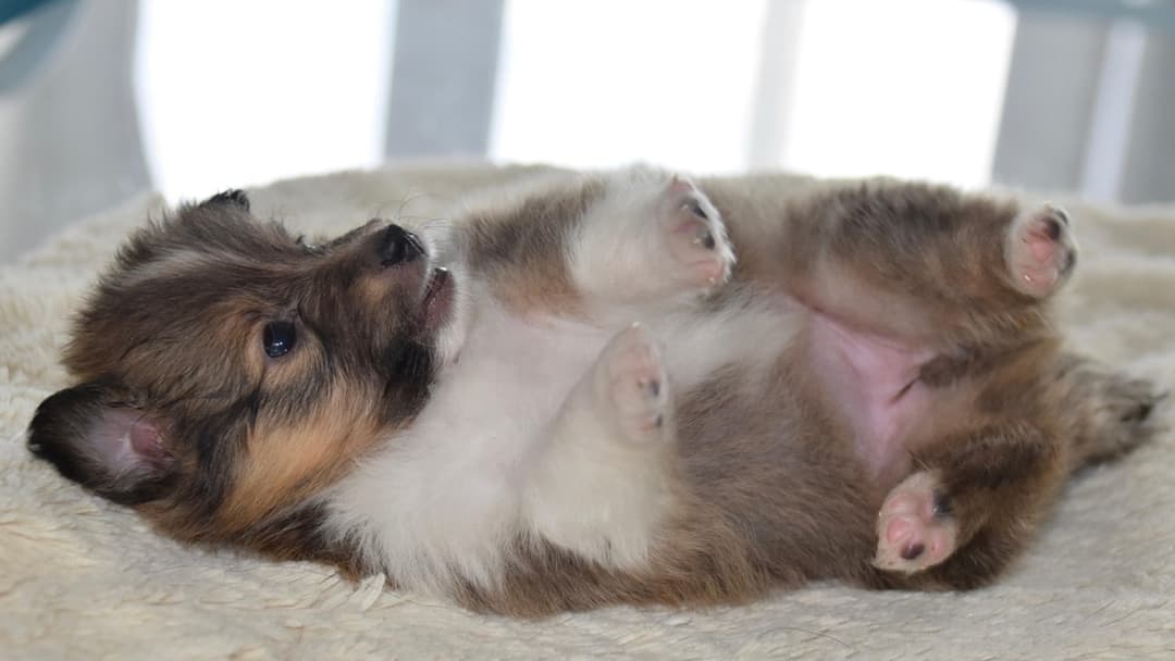 8. Exposed Belly