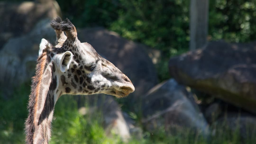 Masai giraffe resting folded on the ground in a wide landscape view
