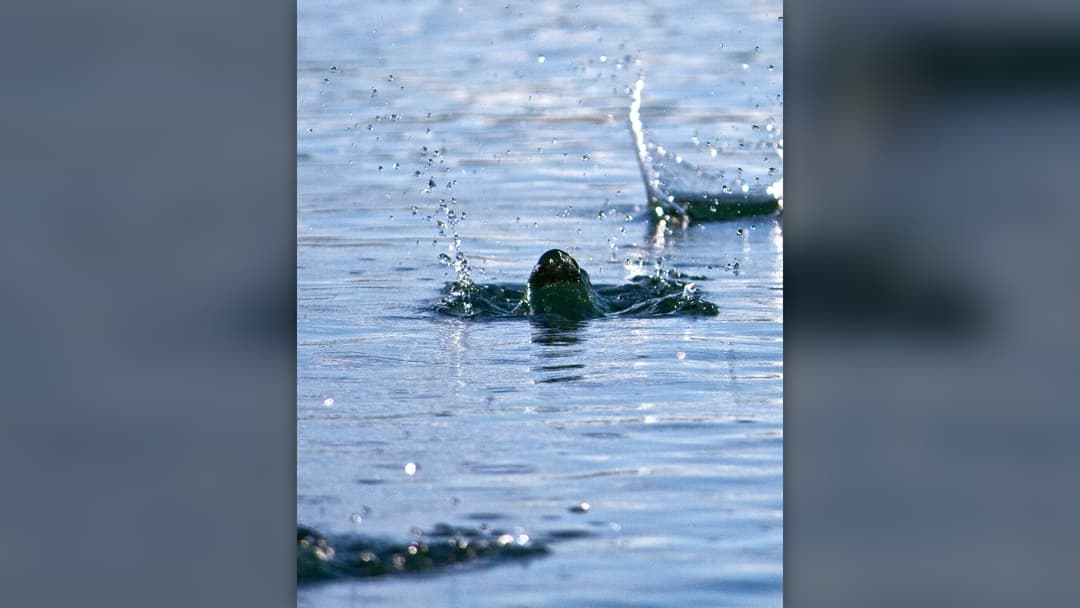 Flat stone skipping across calm water and leaving a long line of concentric splash ripples