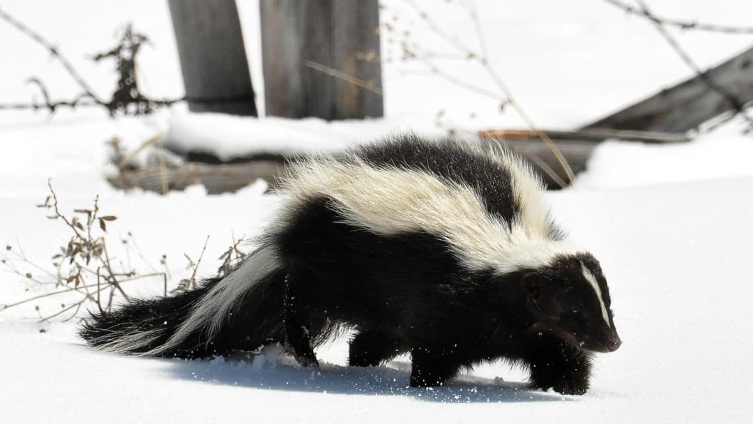 7. Striped Skunk