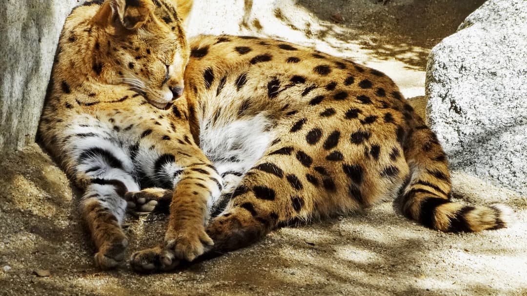 2. Serval Leggy Stalker