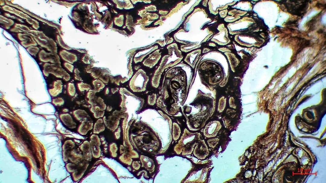 1. Revived 46,000-Year Nematodes