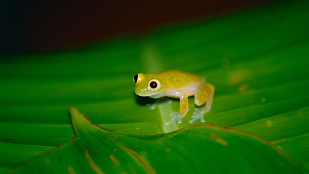 Translucent green glass frog of genus Hyalinobatrachium perched on a rainforest leaf