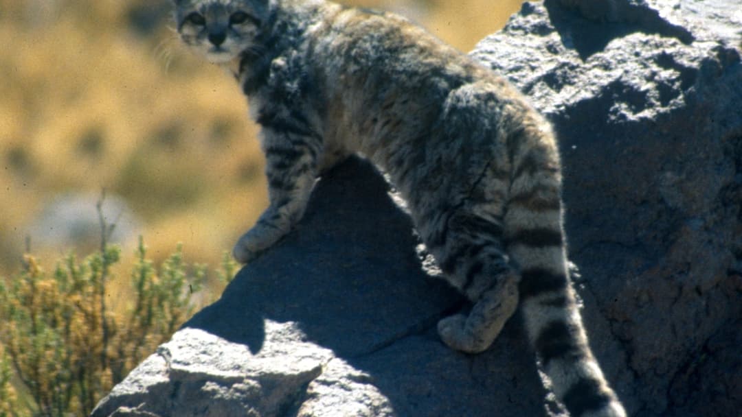 11. Andean Mountain Cat Ghost Of The Peaks