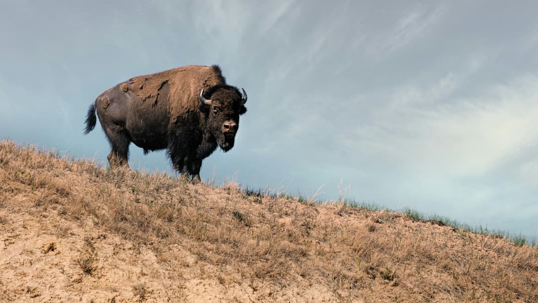 12. American Bison: Put A Car Or Tree Between You Before The Tail Rises