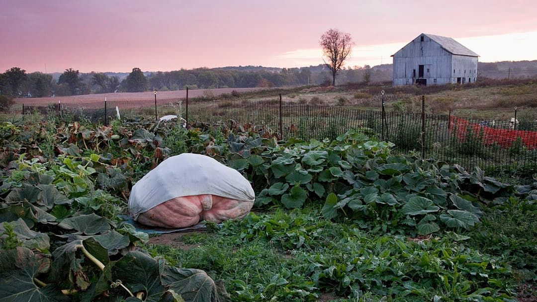 13. Giant Field Pumpkin (268.4 Pounds)