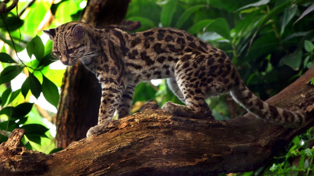4. Margay Treetop Acrobat