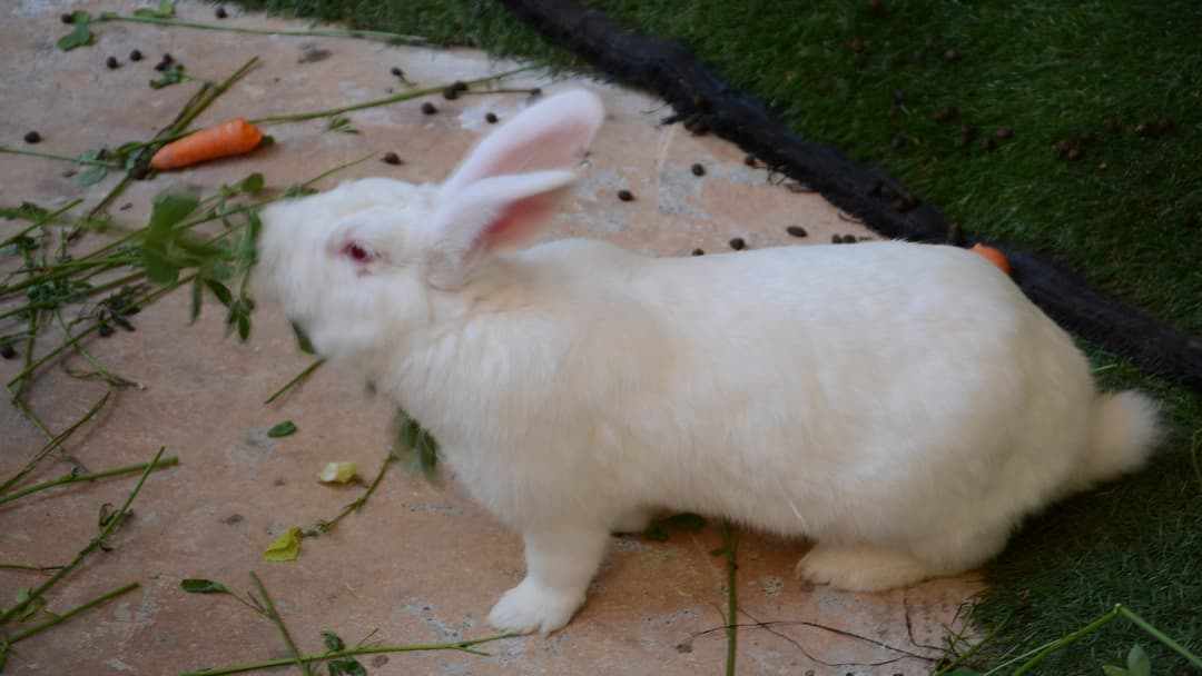 6. Domestic Rabbit