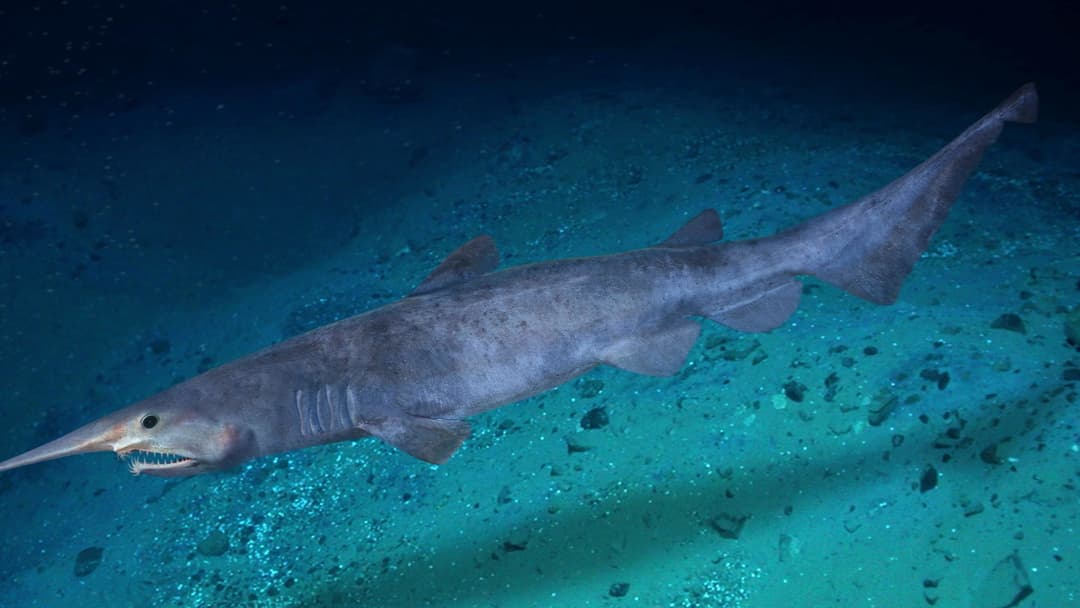 17. Goblin Shark And Deep Sea Goblins