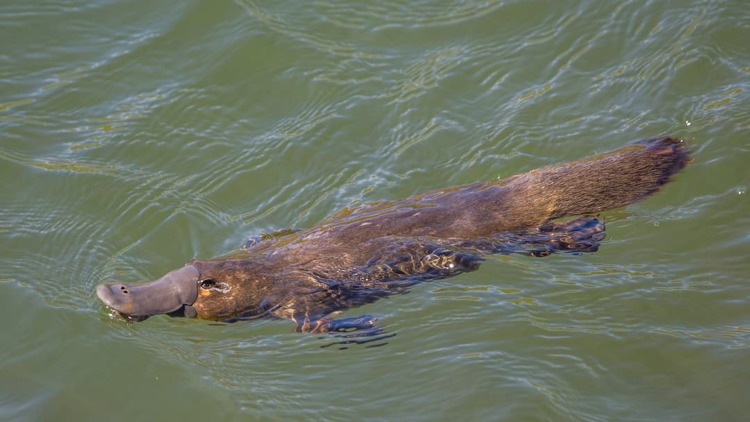 23. Platypus And The Chimera