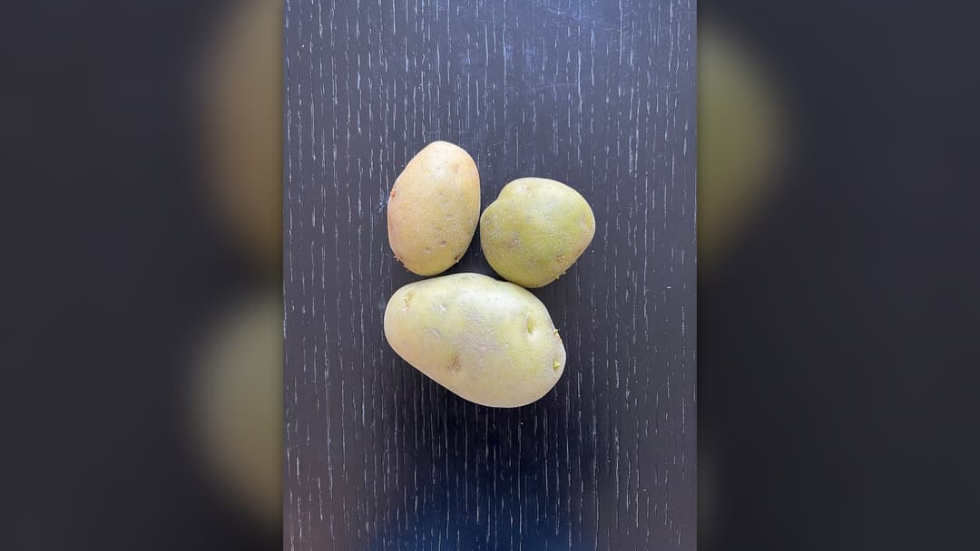 Fresh golden yellow potatoes in a kitchen setting