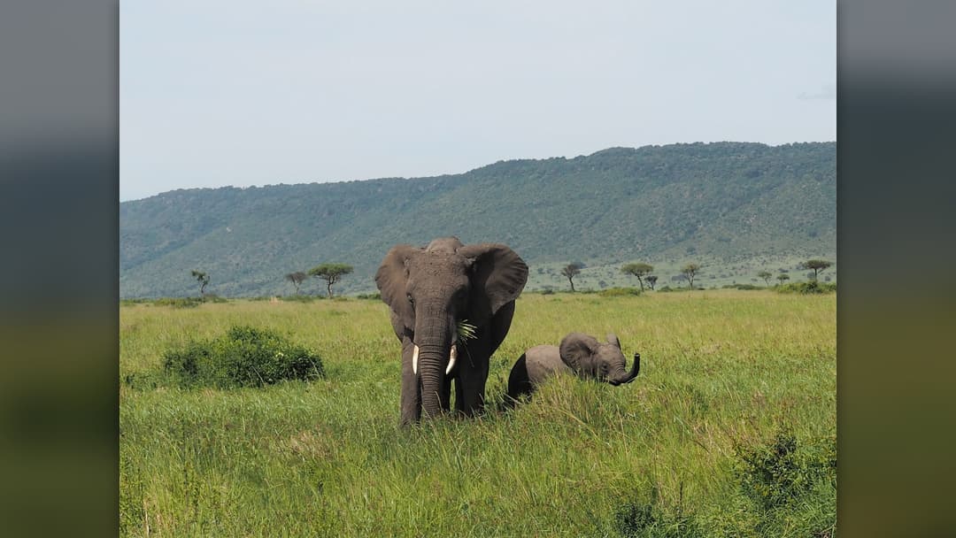 African elephant cow grazing in grass steppe with calf