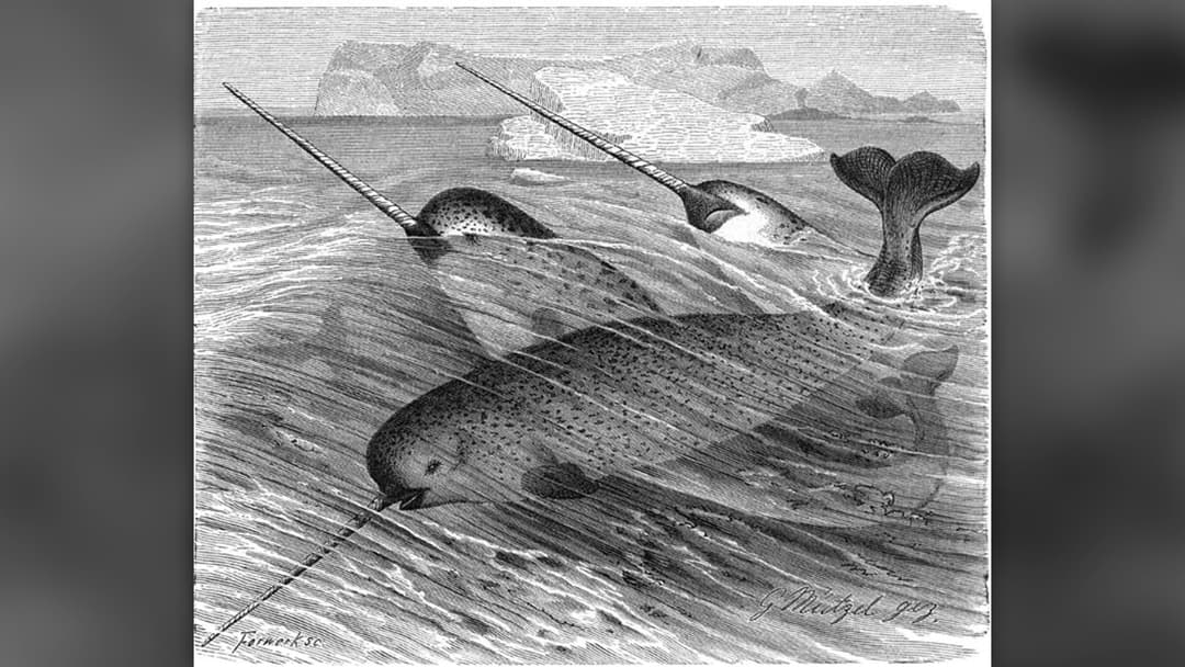 4. Narwhal And The Unicorn
