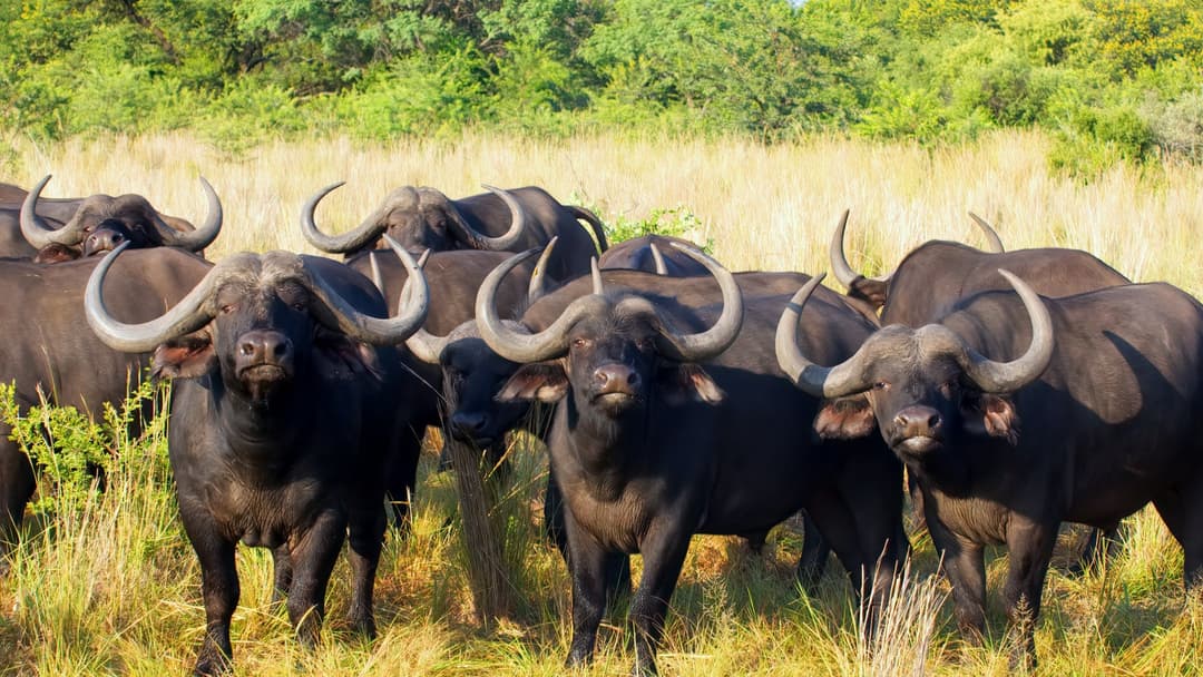 9. African Cape Buffalo: Climb Immediately—They Never Bluff Charge