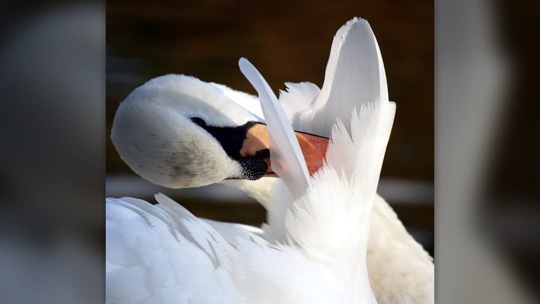 Mute swan meticulously preening its dense feather plumage in Hyde Park