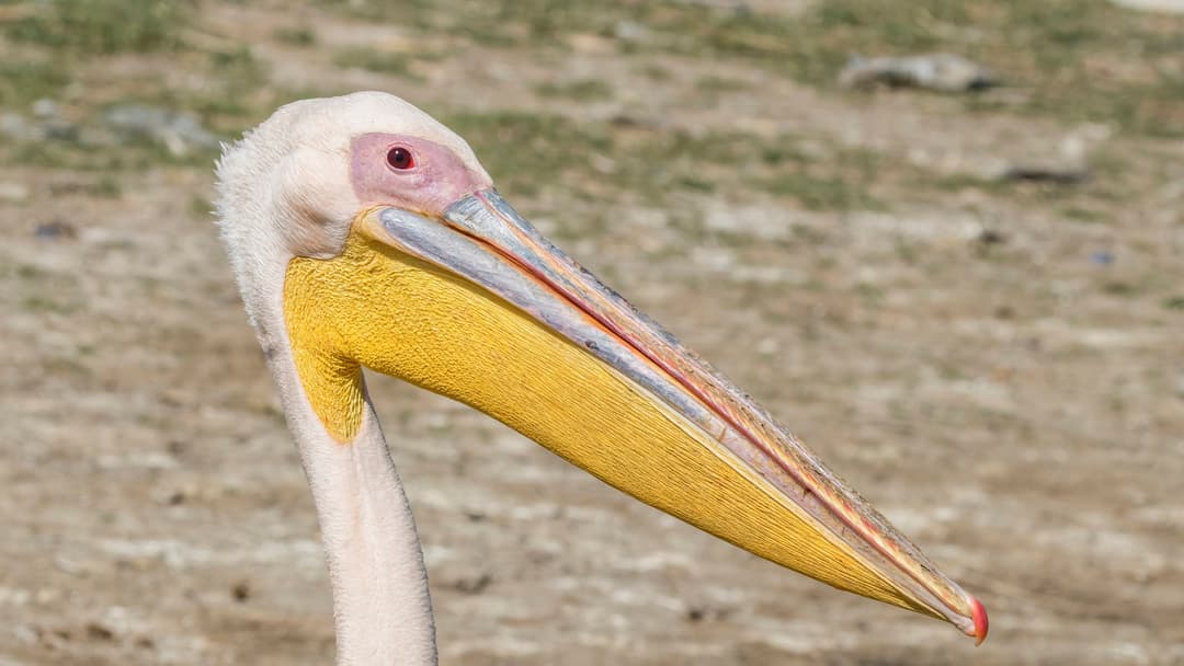 28. Great White Pelican And Blood Feeding Piety