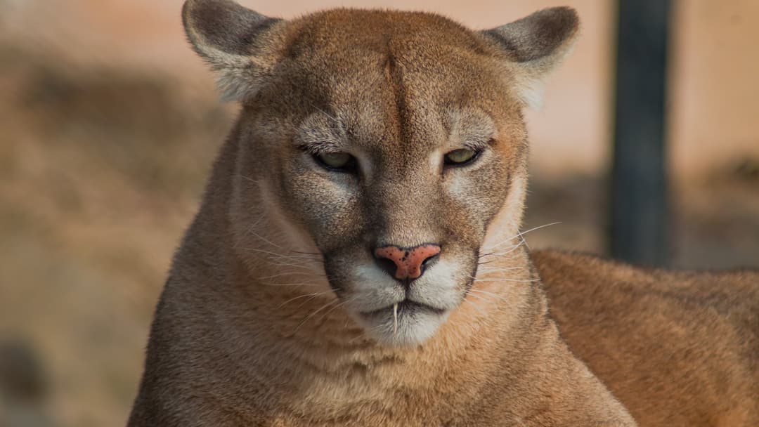 20. Mountain Lion Cougar