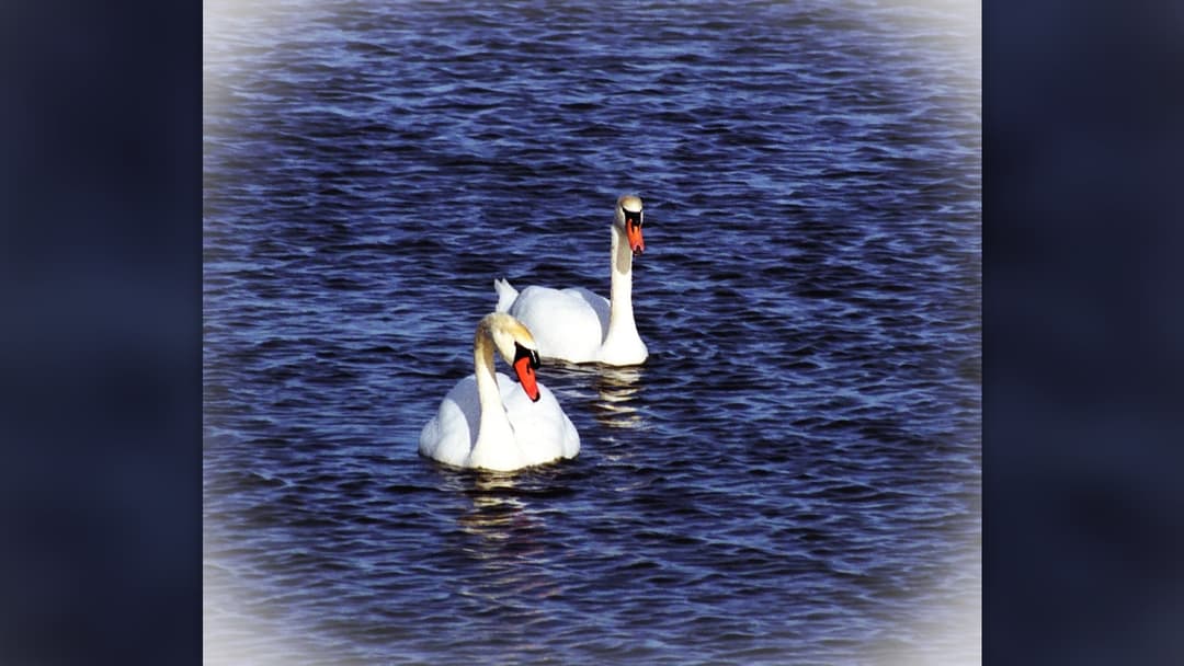 Monogamous pair of mute swans swimming close together