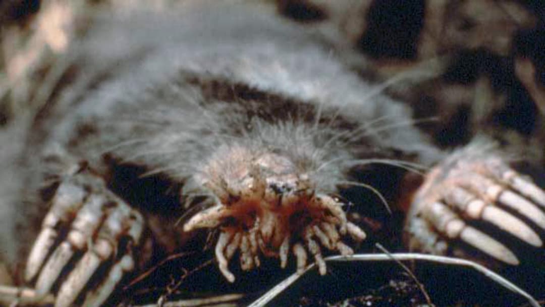 18. Star-Nosed Mole