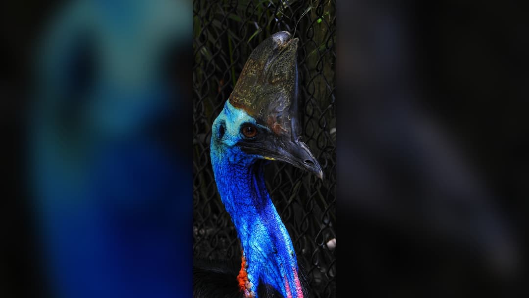 20. Southern Cassowary: Hold A Backpack Shield High At Chest Level