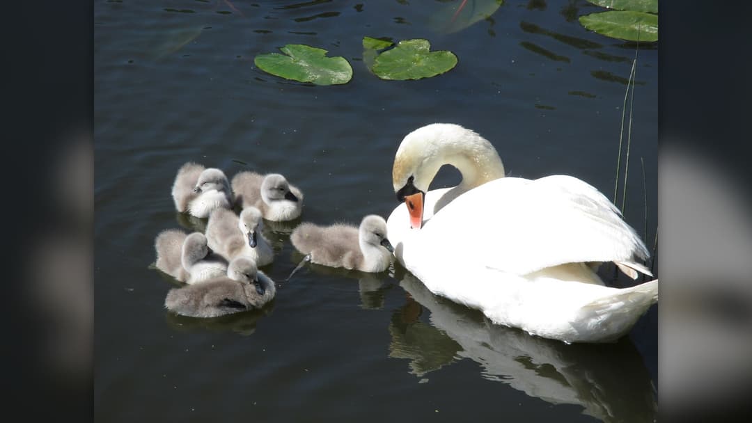Mother swan carrying fluffy grey cygnets on her back on the water
