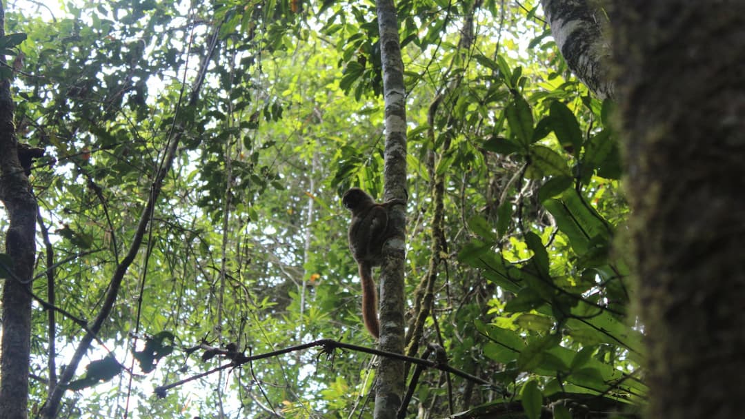 16. Nocturnal Tree Foragers
