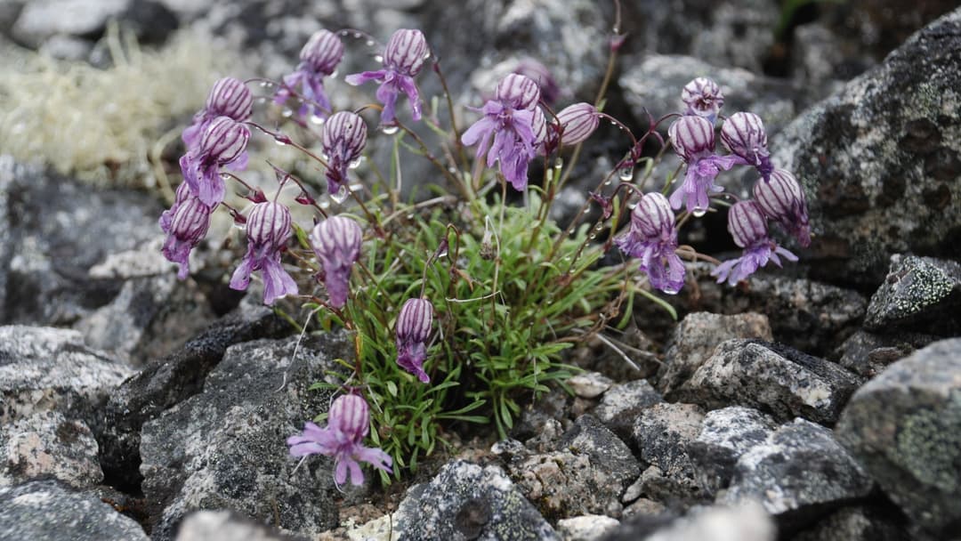 15. Resurrected 32,000-Year Seeds