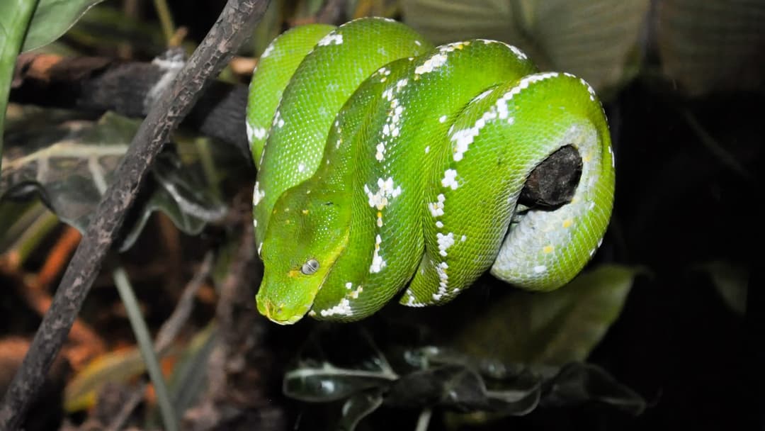 Green tree python resting coiled around a branch with its unblinking eye open