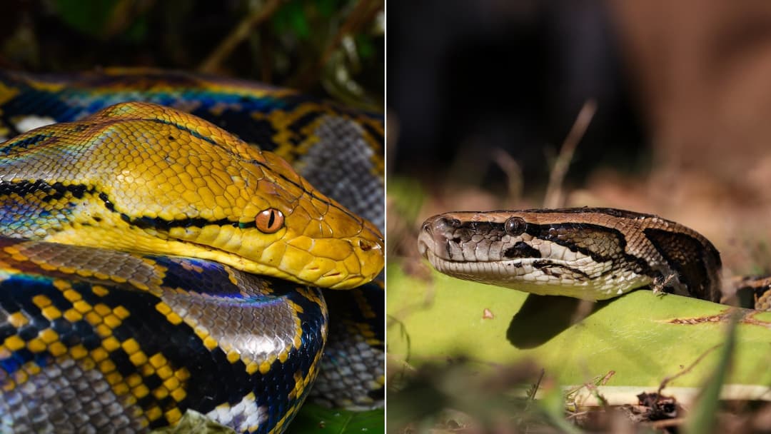 15 Biggest Snakes in the World, Ranked