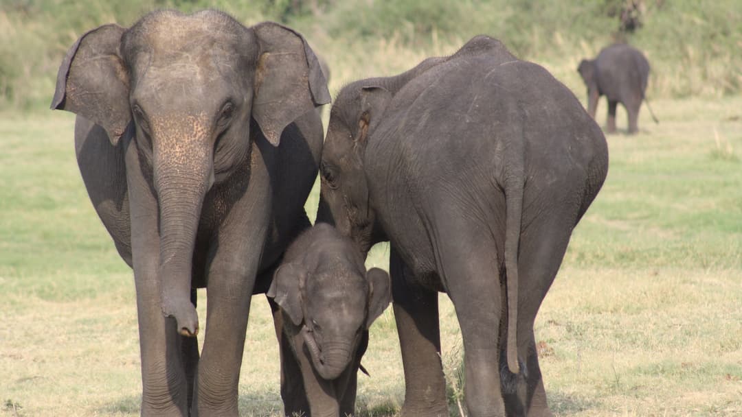 Two elephant cows guiding and protecting young calf