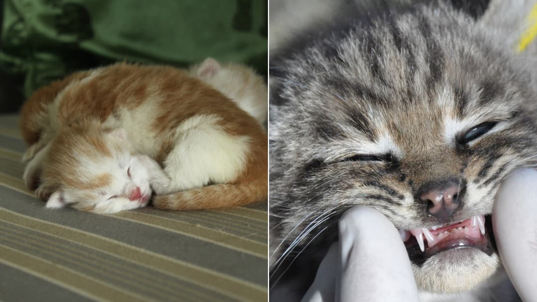The Heartwarming Journey of Orphaned Kittens Growing Strong