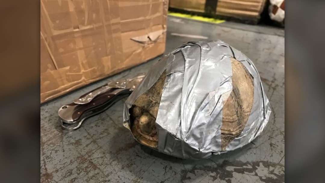 Official U.S. Fish and Wildlife Service photo of a smuggled live turtle tightly wrapped in silver duct tape next to an officer's knife