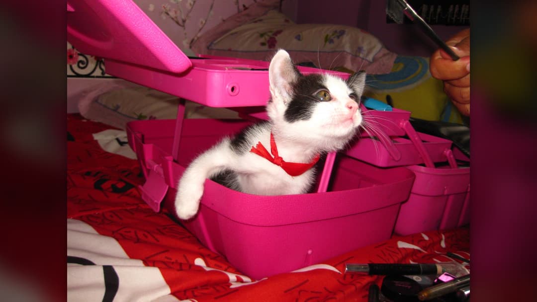 16. Learning The Litter Box