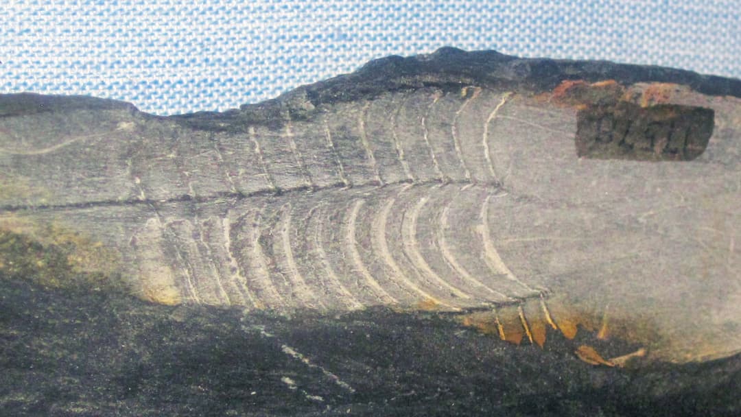 15. The 475-Million-Year-Old Trilobite (2014)