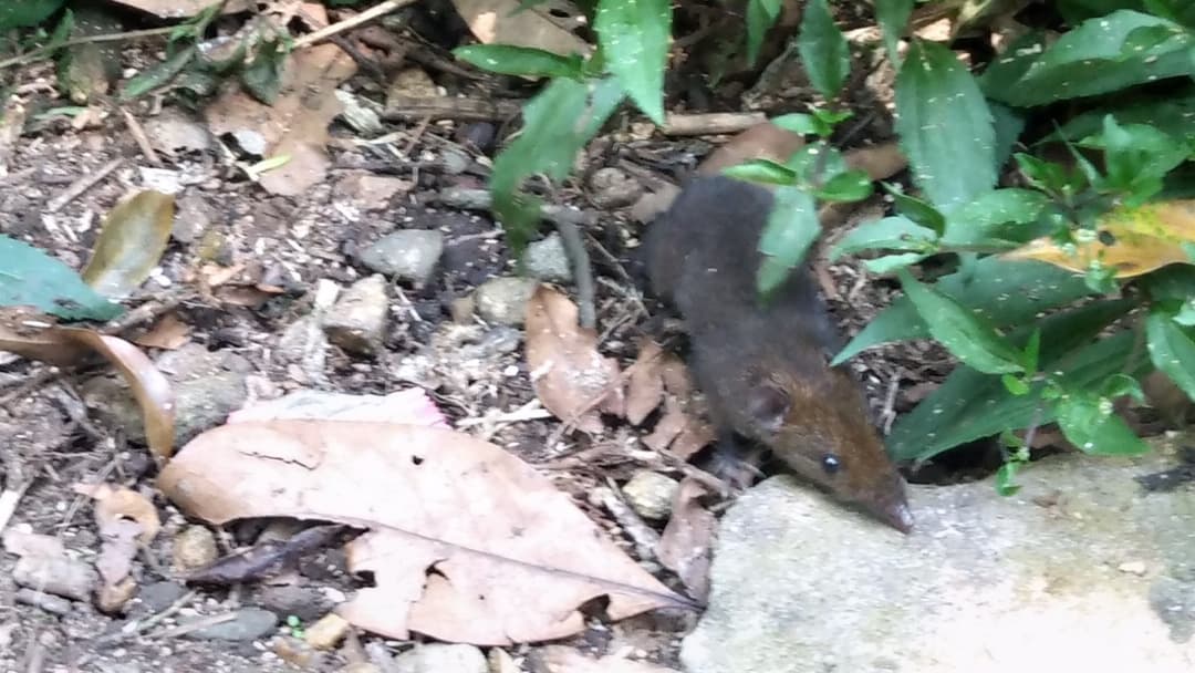 Southeast Asian gymnure Hylomys with an elongated shrew-like snout on the forest floor