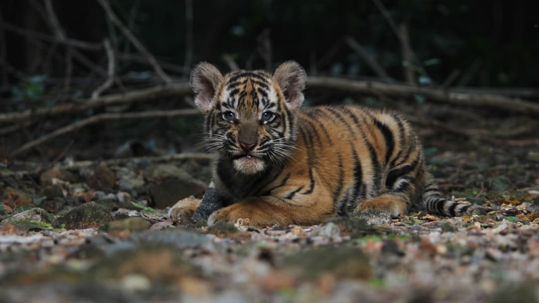 Tiny baby tiger cub lying down on the ground