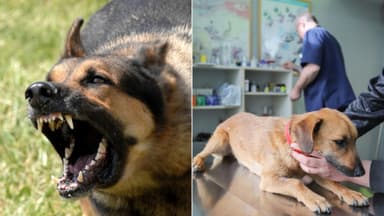 Stay away from your pet if they do this: Immediate Space Or Vet Care