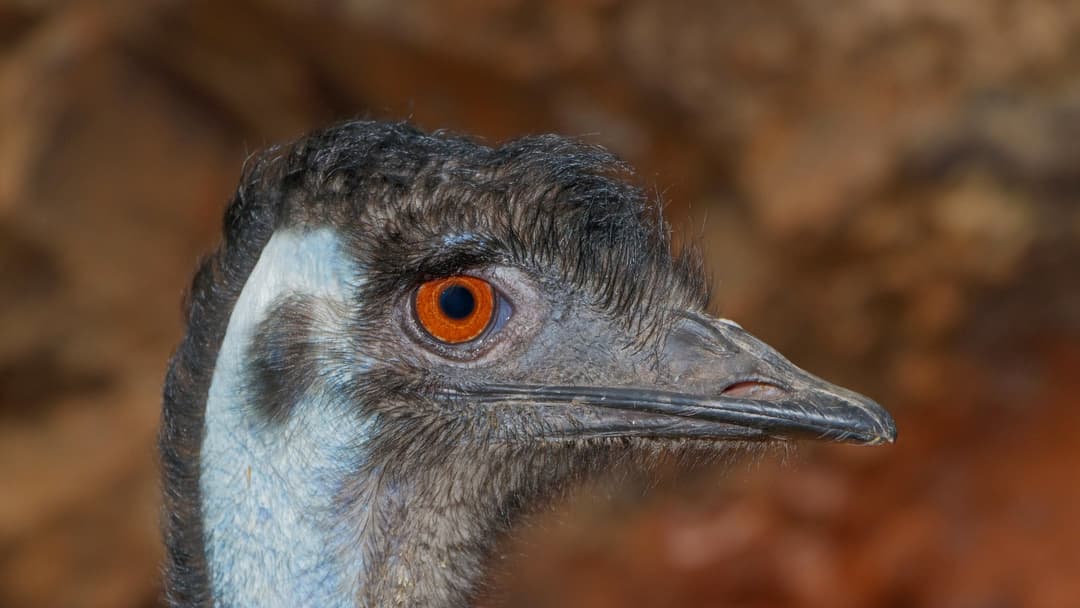 #1. The Great Emu War (Australia, 1932)