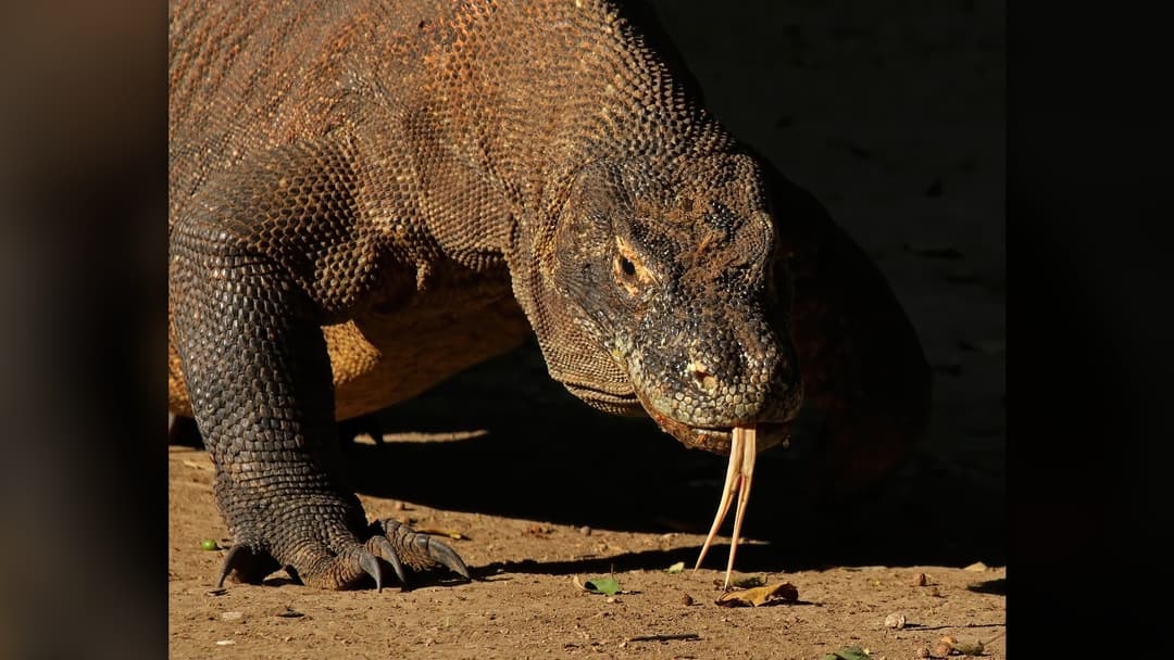 15. Komodo Dragon: Run In A Sharp Zigzag And Climb High