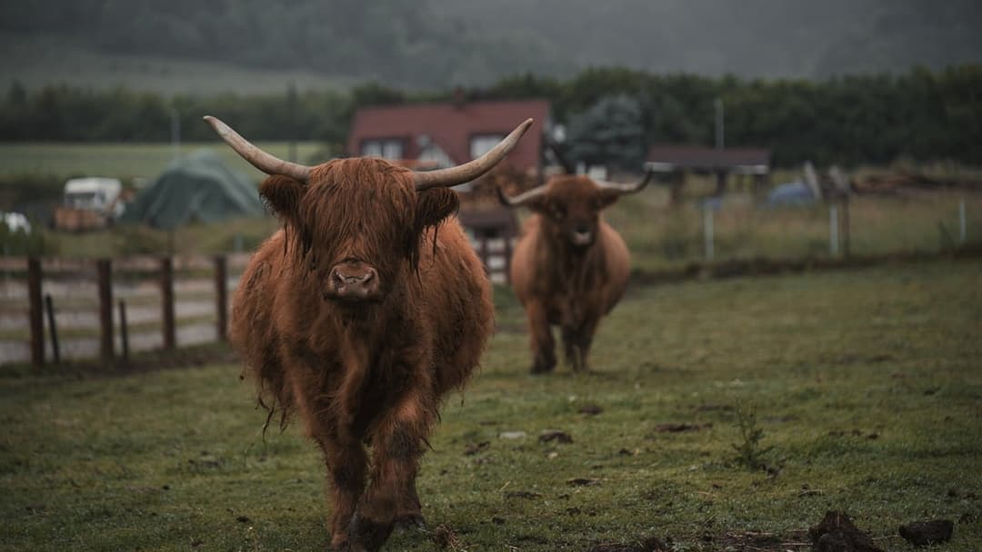 17. Pasture Bull: Drop Your Hat As A Decoy And Roll Under A Fence