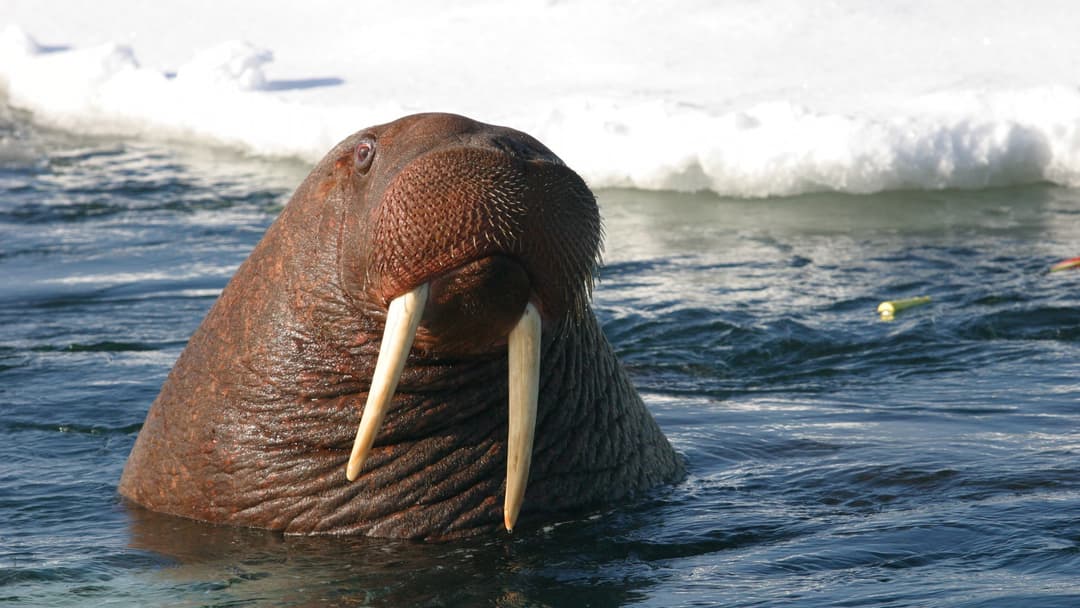 Young bull Pacific walrus floating upright in coastal Alaska waters