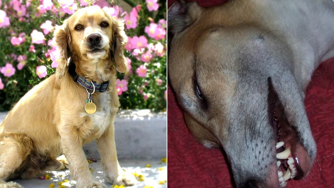 The 15 Most Common Health Problems in Dogs, Ranked