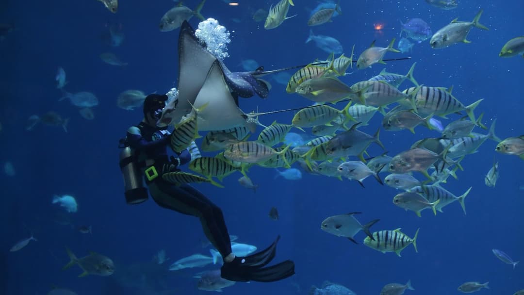 25. Southern Stingray: Shuffle Your Feet And Use Hot Water