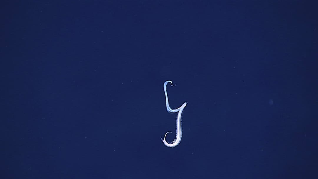 Deep-sea swimming polychaete bristle worm glowing golden-green in the pitch-black ocean depths